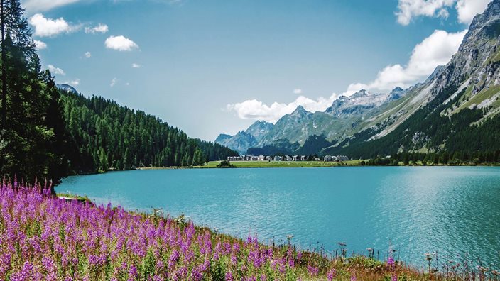 Engadine Wildflower Walking Holiday Walking through wildflower meadows in the Engadine, Switzerland