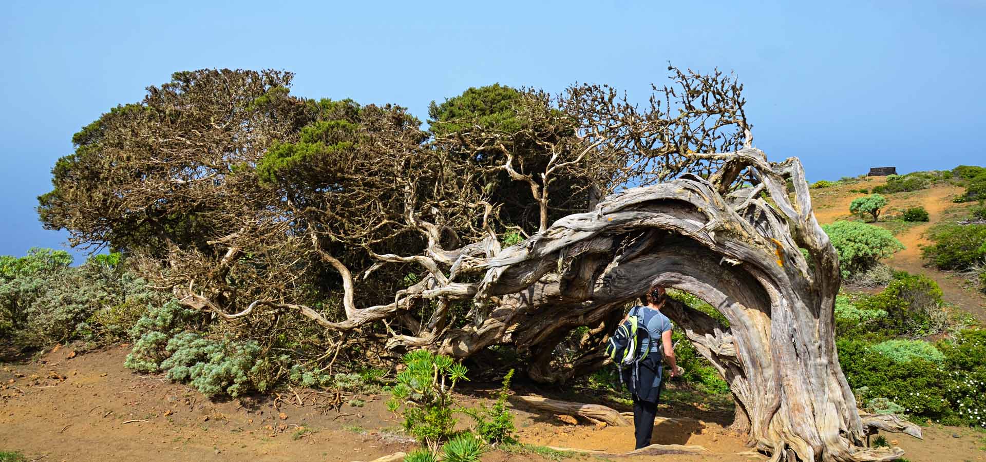 Walking holidays on El Hierro Canary Islands