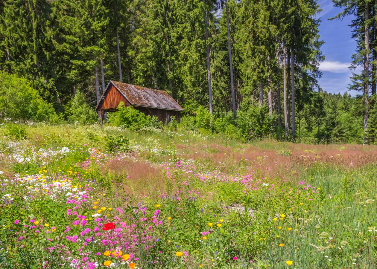 black forest walking holidays