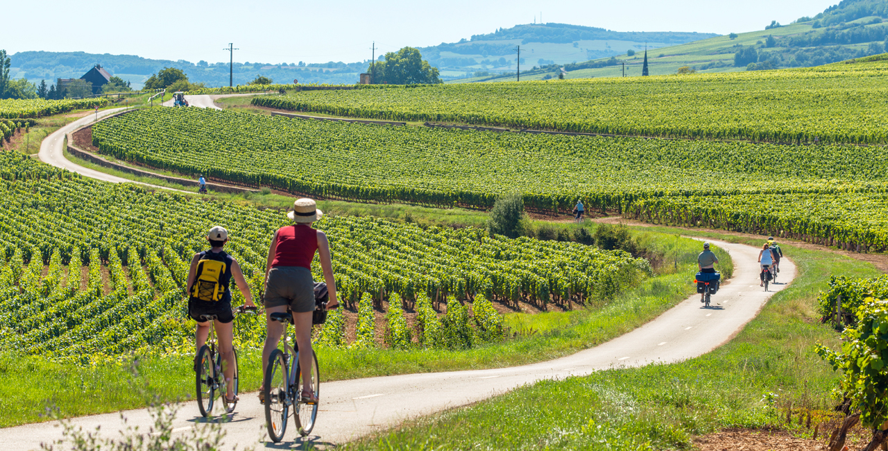 Burgundy bike 2024